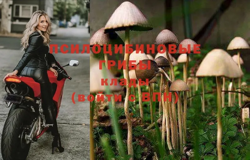 Галлюциногенные грибы Psilocybine cubensis  как найти закладки  Верещагино 